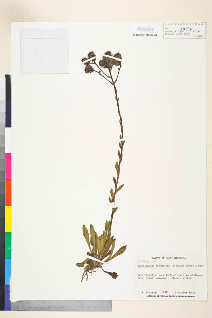 <Unit #106460 Boufford, D. E. |  | 12341:: | Carphephorus tomentosus (Michx.) Torr. & A. Gray>