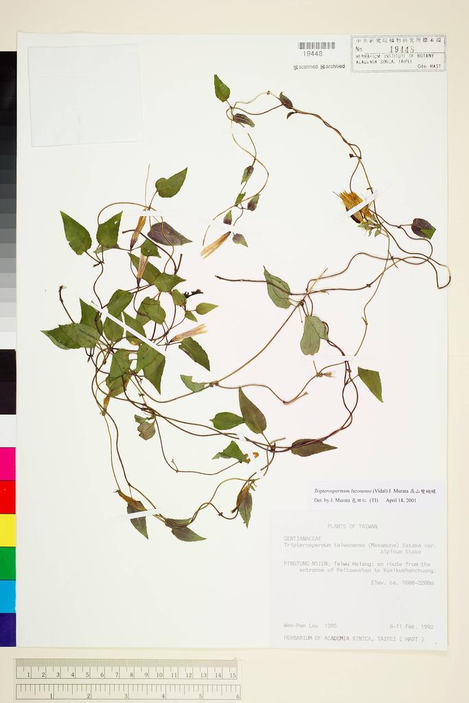 <Unit #13110 Leu, Wen-Pen | 呂文賓 | 1305:: | Tripterospermum luzonense (Vidal) J. Murata>