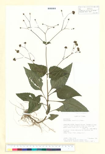 Adenostemma lavenia (L.) Kuntze