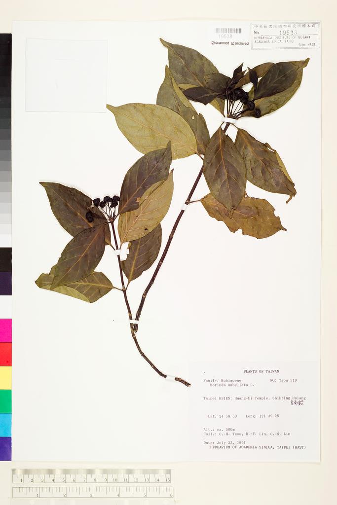 <Unit #61455 Tsou, Chih-Hua | 鄒稚華 | 519:: | Morinda umbellata L.>