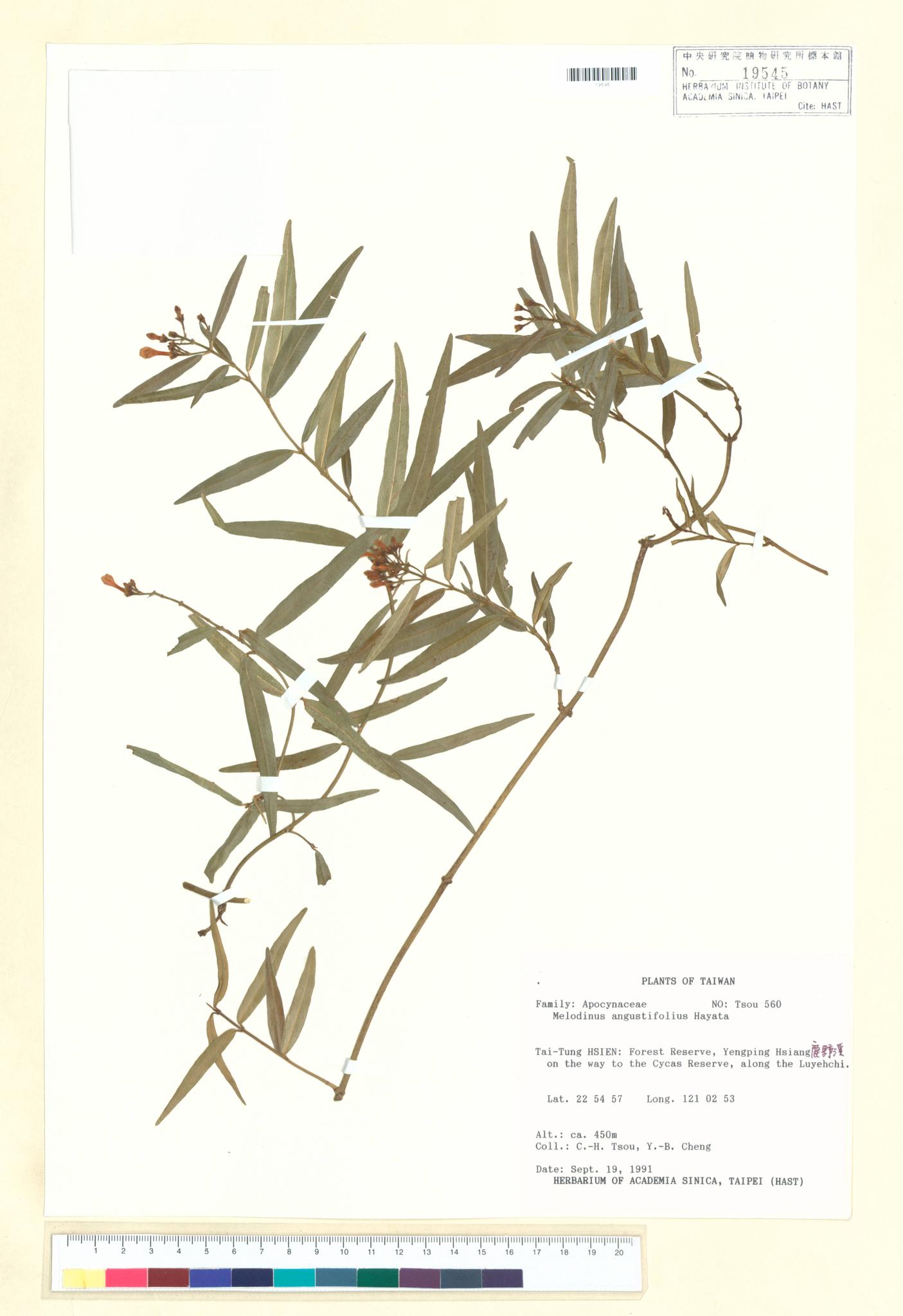 Specimen image