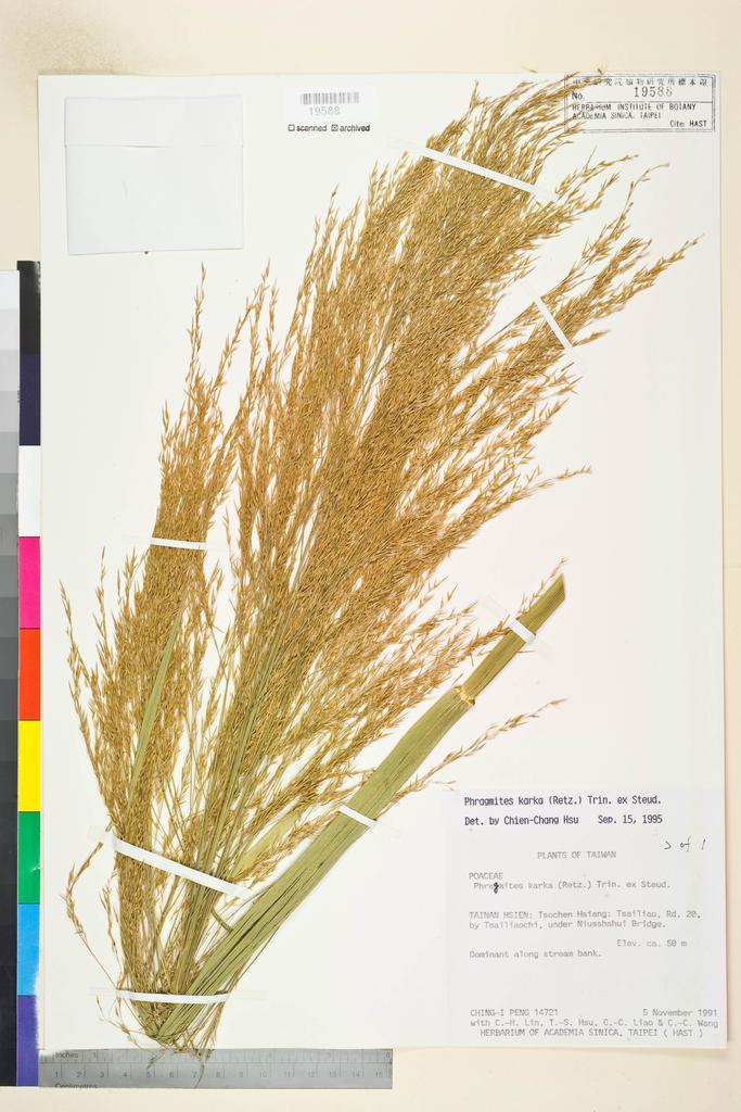 <Unit #27477 Peng, Ching-I | 彭鏡毅 | 14721:: | Phragmites karka (Retz.) Trin. ex Steud.>
