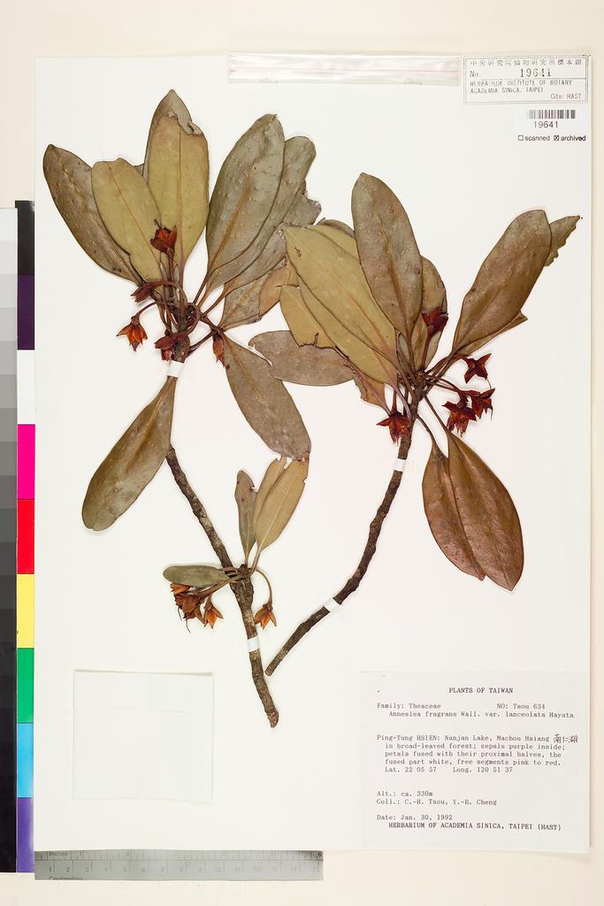 <Unit #61340 Tsou, Chih-Hua | 鄒稚華 | 634:: | Anneslea fragrans Wall. var. lanceolata Hayata>