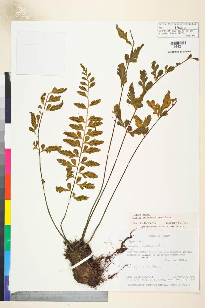 <Unit #15925 Liao, Chi-Cheng | 廖啟政 | 214:: | Asplenium cuneatiforme Christ>