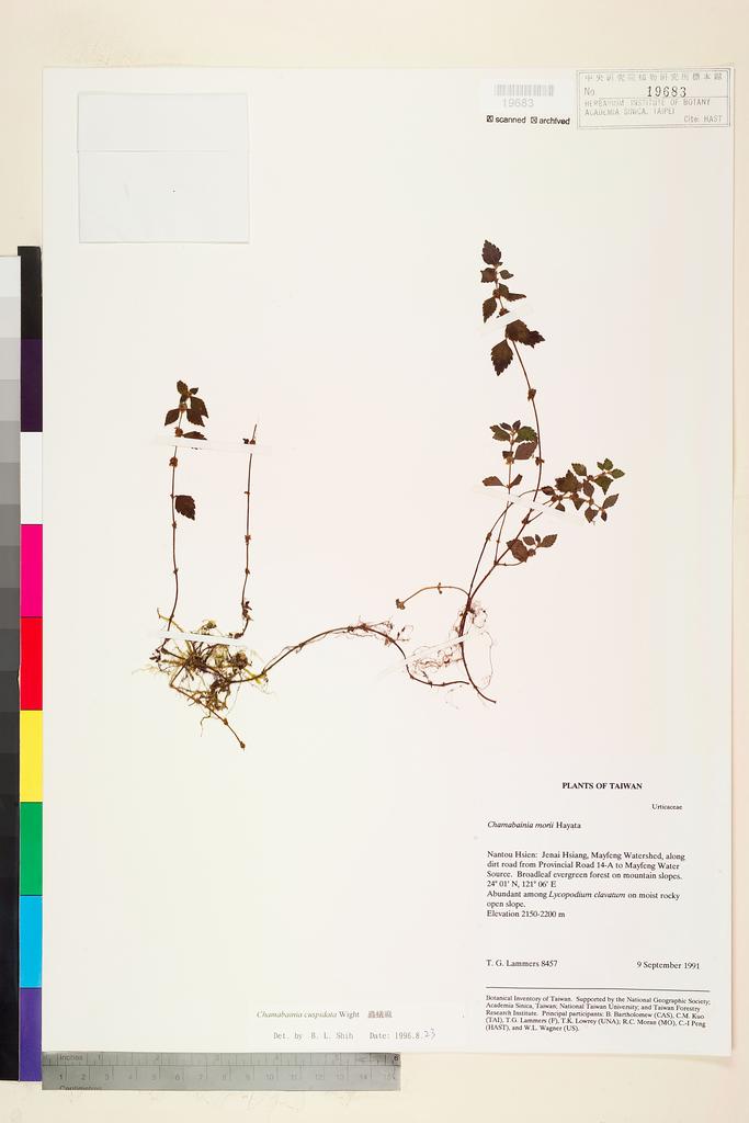 <Unit #77994 Lammers, T. G. |  | 8457:: | Chamabainia cuspidata Wight>