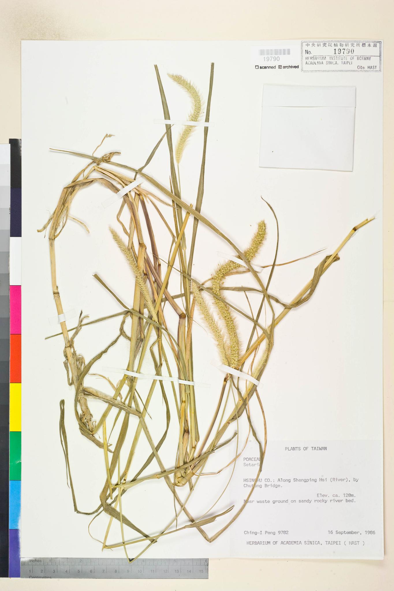 Sample image for viewer