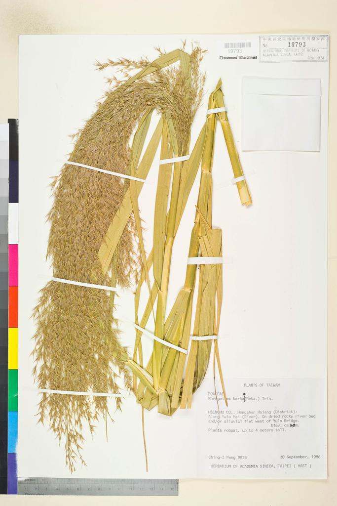 <Unit #19832 Peng, Ching-I | 彭鏡毅 | 9836:: | Phragmites karka (Retz.) Trin. ex Steud.>