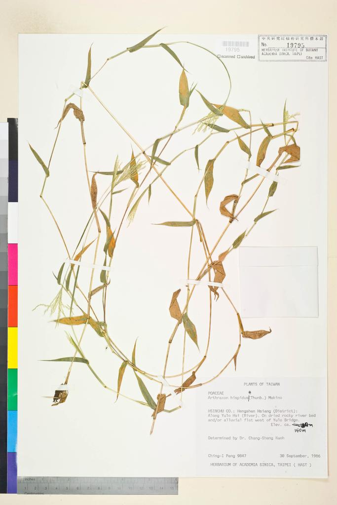 <Unit #21708 Peng, Ching-I | 彭鏡毅 | 9847:: | Arthraxon hispidus (Thunb.) Makino>