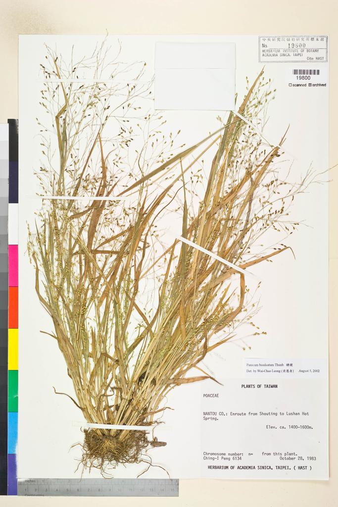 <Unit #21168 Peng, Ching-I | 彭鏡毅 | 6134:: | Panicum bisulcatum Thunb.>