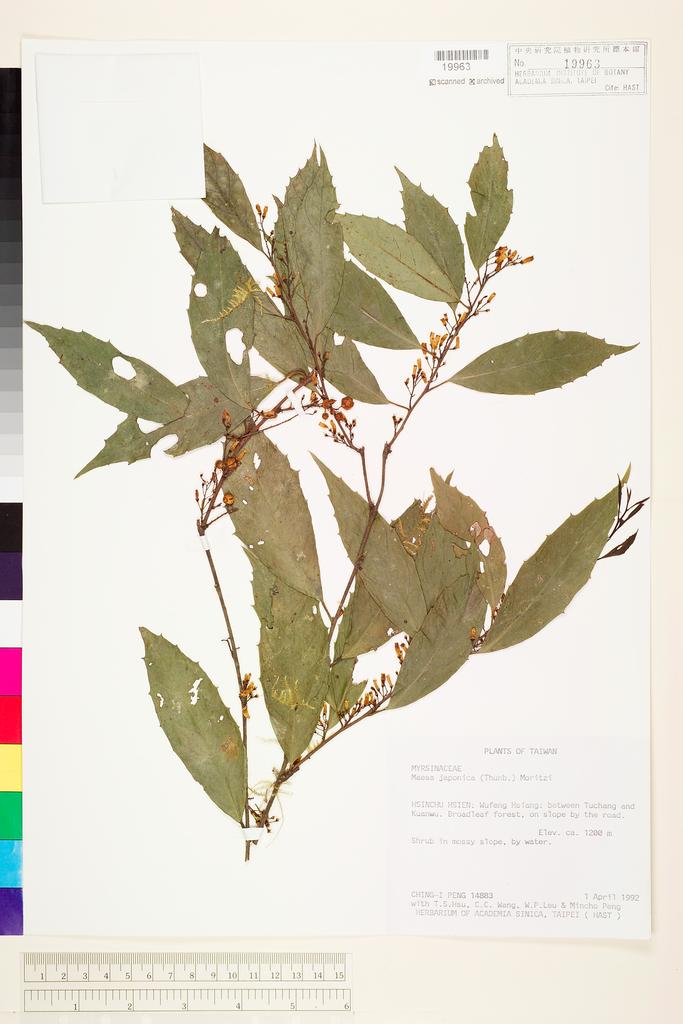 <Unit #25258 Peng, Ching-I | 彭鏡毅 | 14883:: | Maesa japonica (Thunb.) Moritzi ex Zoll.>