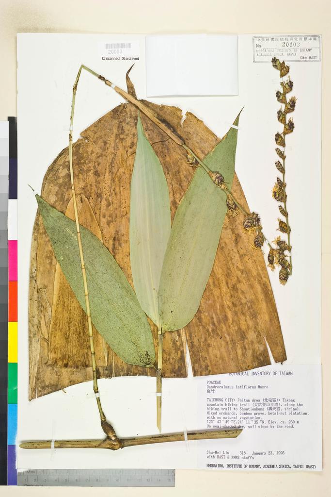 <Unit #17513 Liu, Shu-Mei | 劉淑美 | 318:: | Dendrocalamus latiflorus Munro>