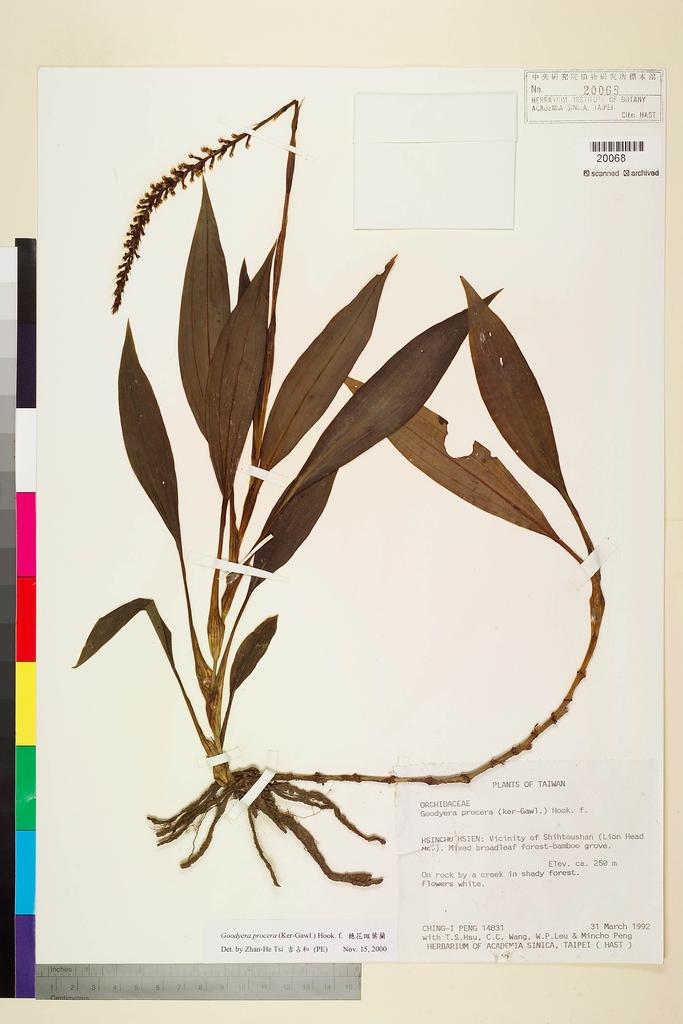 <Unit #26299 Peng, Ching-I | 彭鏡毅 | 14831:: | Goodyera procera (Ker Gawl.) Hook. f.>
