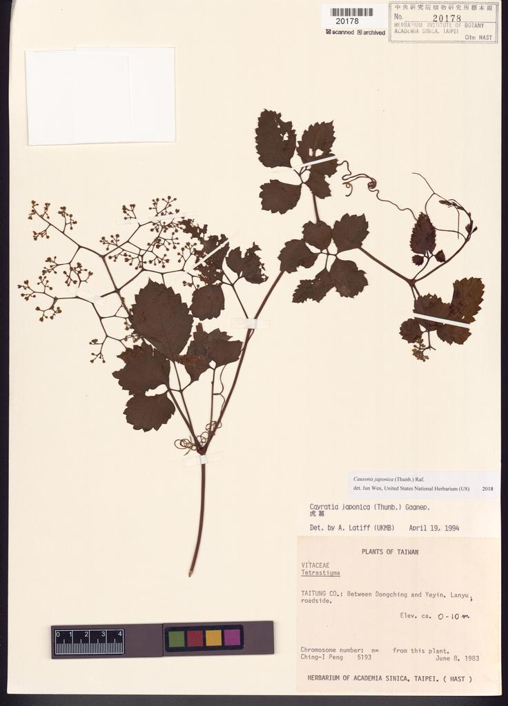 <Unit #19998 Peng, Ching-I | 彭鏡毅 | 5193:: | Causonis japonica (Thunb.) Raf.>