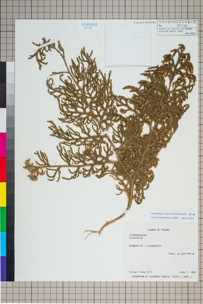 <Unit #19012 Peng, Ching-I | 彭鏡毅 | 5111:: | Lycopodiella cernua (L.) Pichi Sermolli>
