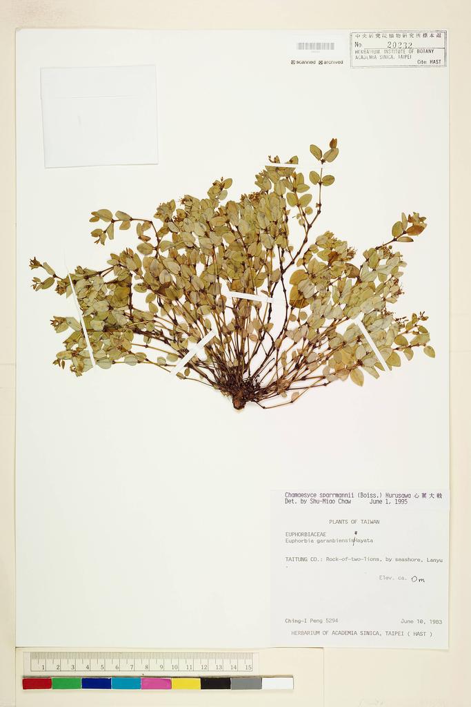 <Unit #18823 Peng, Ching-I | 彭鏡毅 | 5294:: | Chamaesyce sparrmannii (Boiss.) Hurusawa>
