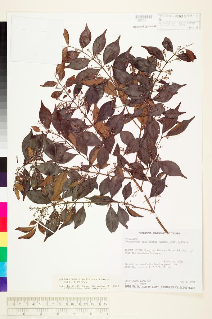 <Unit #14716 Liao, Chi-Cheng | 廖啟政 | 271:: | Decaspermum gracilentum (Hance) Merr. & Perry>