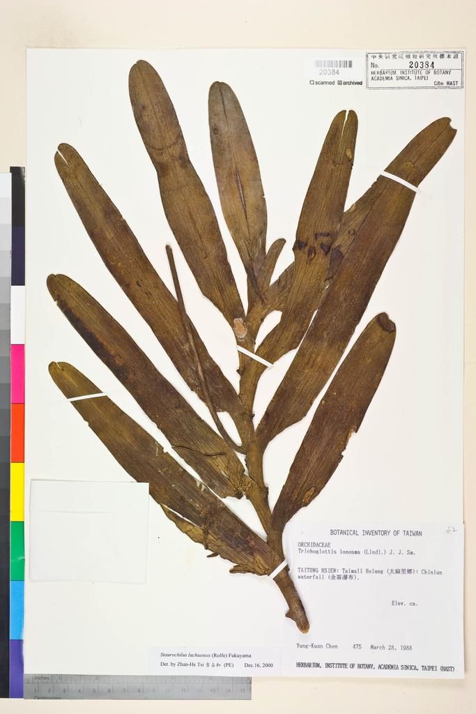 <Unit #71907 Chen, Yung-Kuan | 陳永寬 | 475:: | Staurochilus luchensis (Rolfe) Fukuy.>