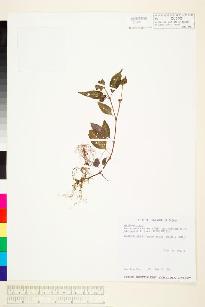 <Unit #36886 Chen, Yung-Kuan | 陳永寬 | 554:: | Sarcopyramis napalensis Wall. var. delicata (C. B. Robinson) S. F. Huang & T. C. Huang>