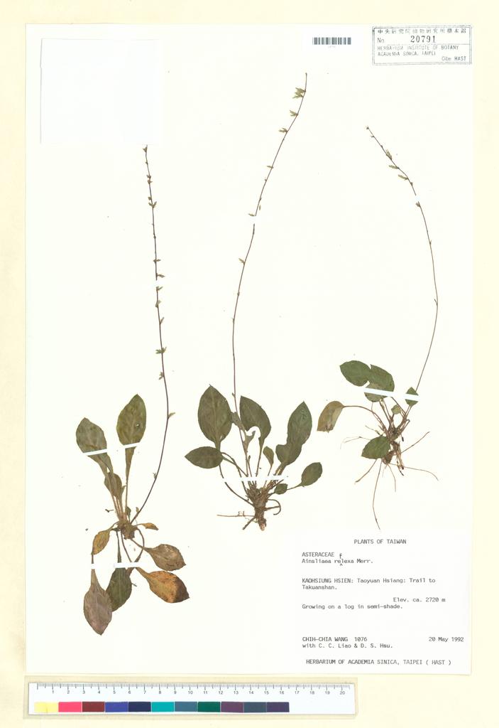 <Unit #32807 Wang, Chih-Chia | 王志嘉 | 1076:: | Ainsliaea reflexa Merr.>