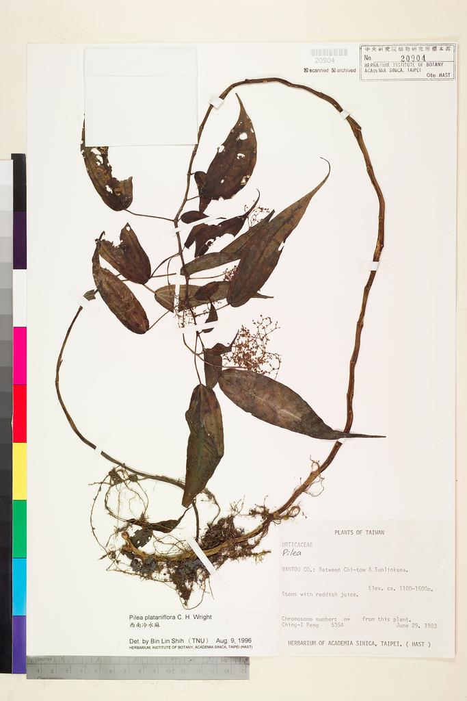 <Unit #15139 Peng, Ching-I | 彭鏡毅 | 5354:: | Pilea plataniflora C. H. Wright>