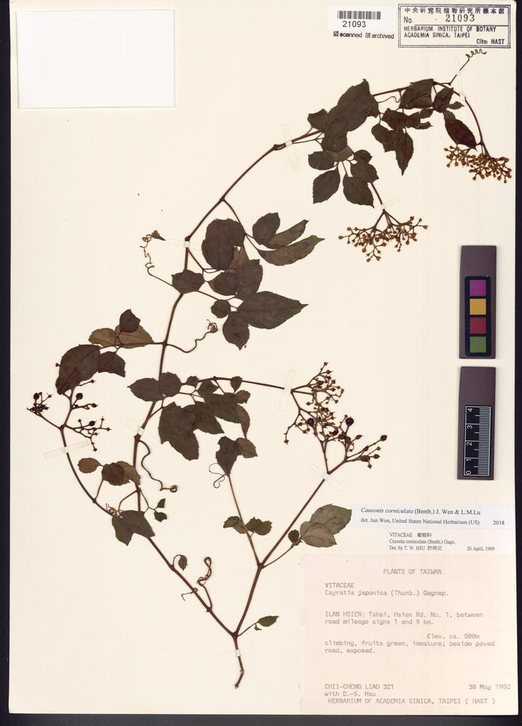 <Unit #13579 Liao, Chi-Cheng | 廖啟政 | 321:: | Causonis corniculata (Benth.) J.Wen & L.M.Lu >