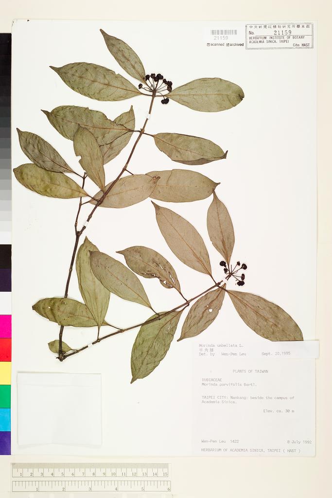 <Unit #9823 Leu, Wen-Pen | 呂文賓 | 1422:: | Morinda umbellata L.>