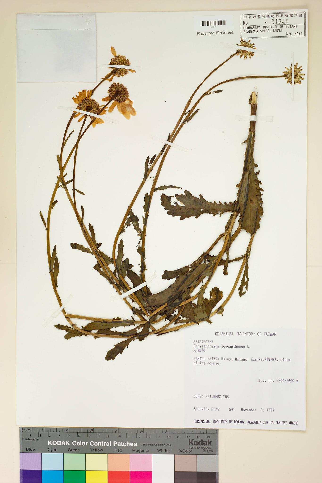 Sample image for viewer