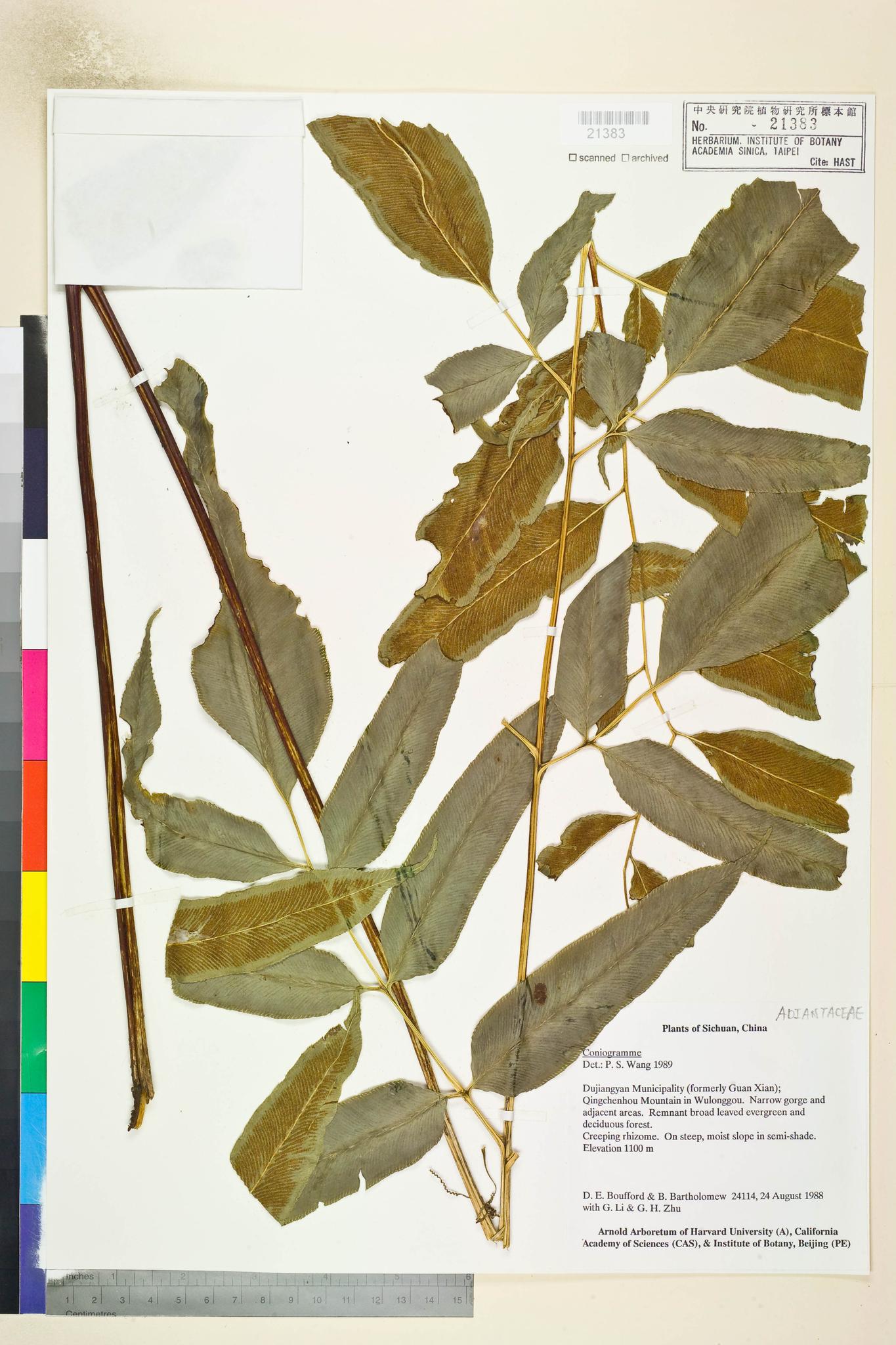 Sample image for viewer