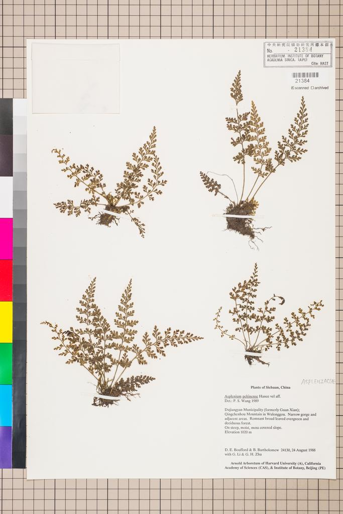 <Unit #134280 Boufford, D. E. |  | 24130:: | Asplenium pekinense Hance>