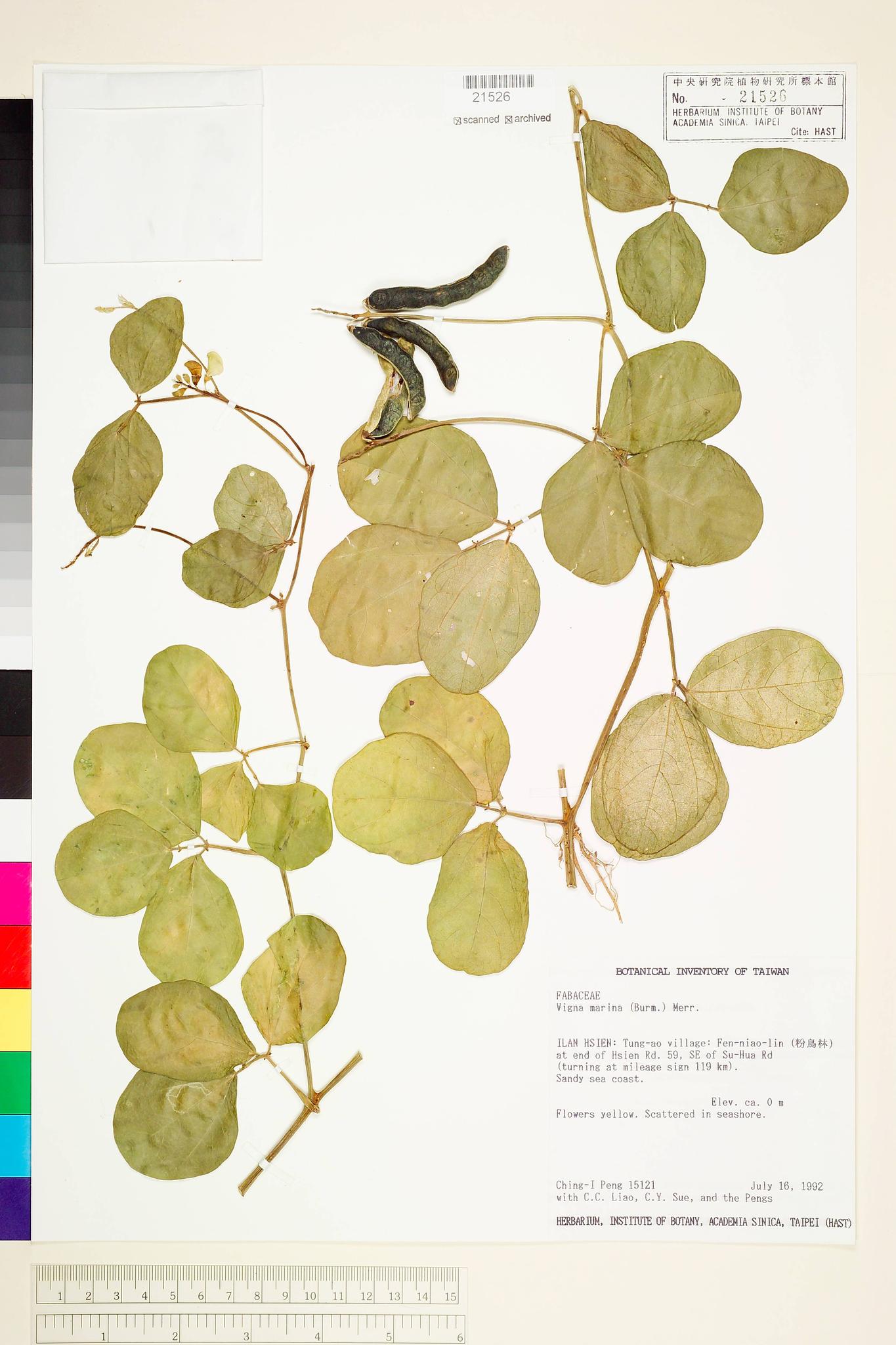 Sample image for viewer