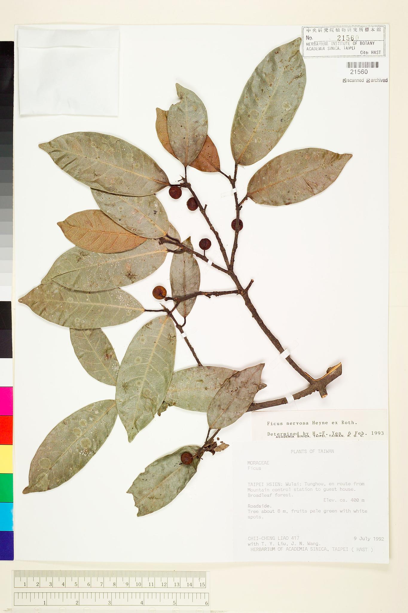 Sample image for viewer