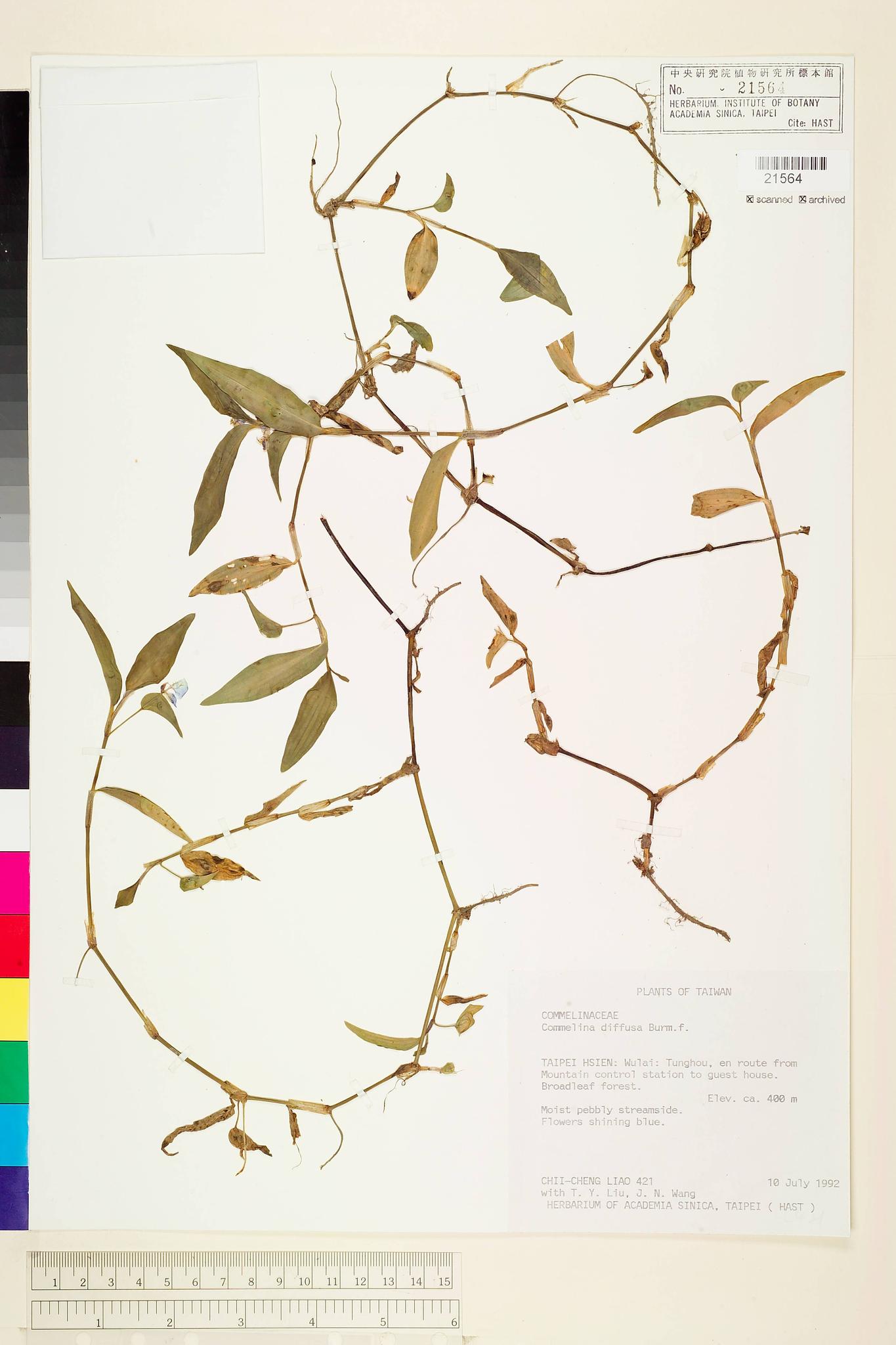 Sample image for viewer