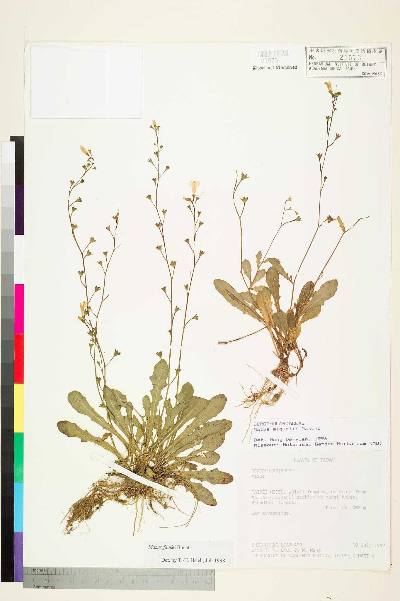 Sample image for viewer