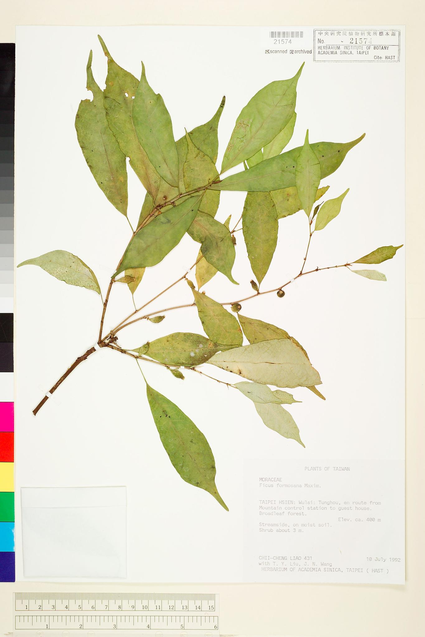 Sample image for viewer