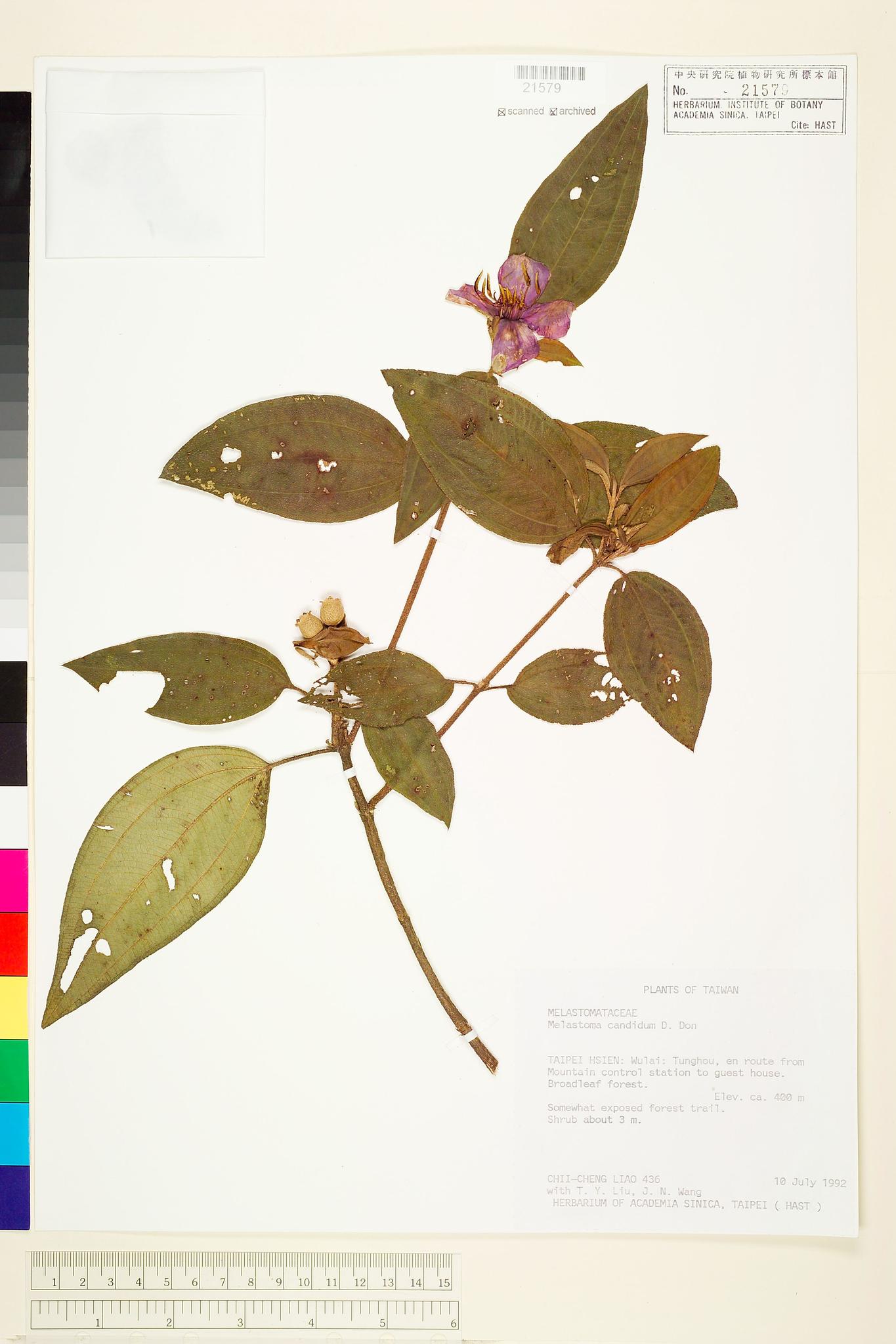 Sample image for viewer