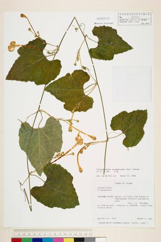 Trichosanthes cucumeroides (Ser.) Maxim. ex Fr. & Sav.