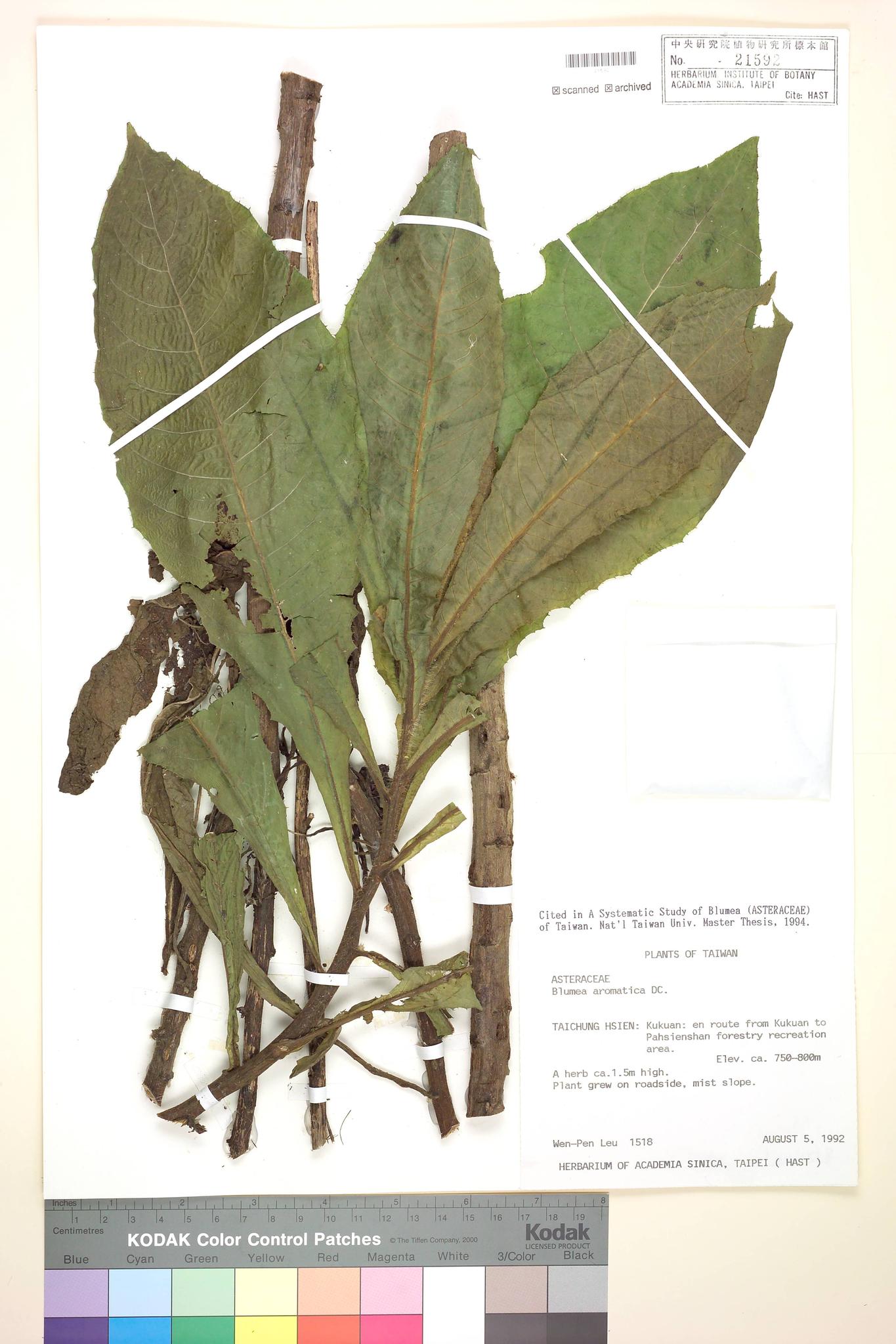 Sample image for viewer