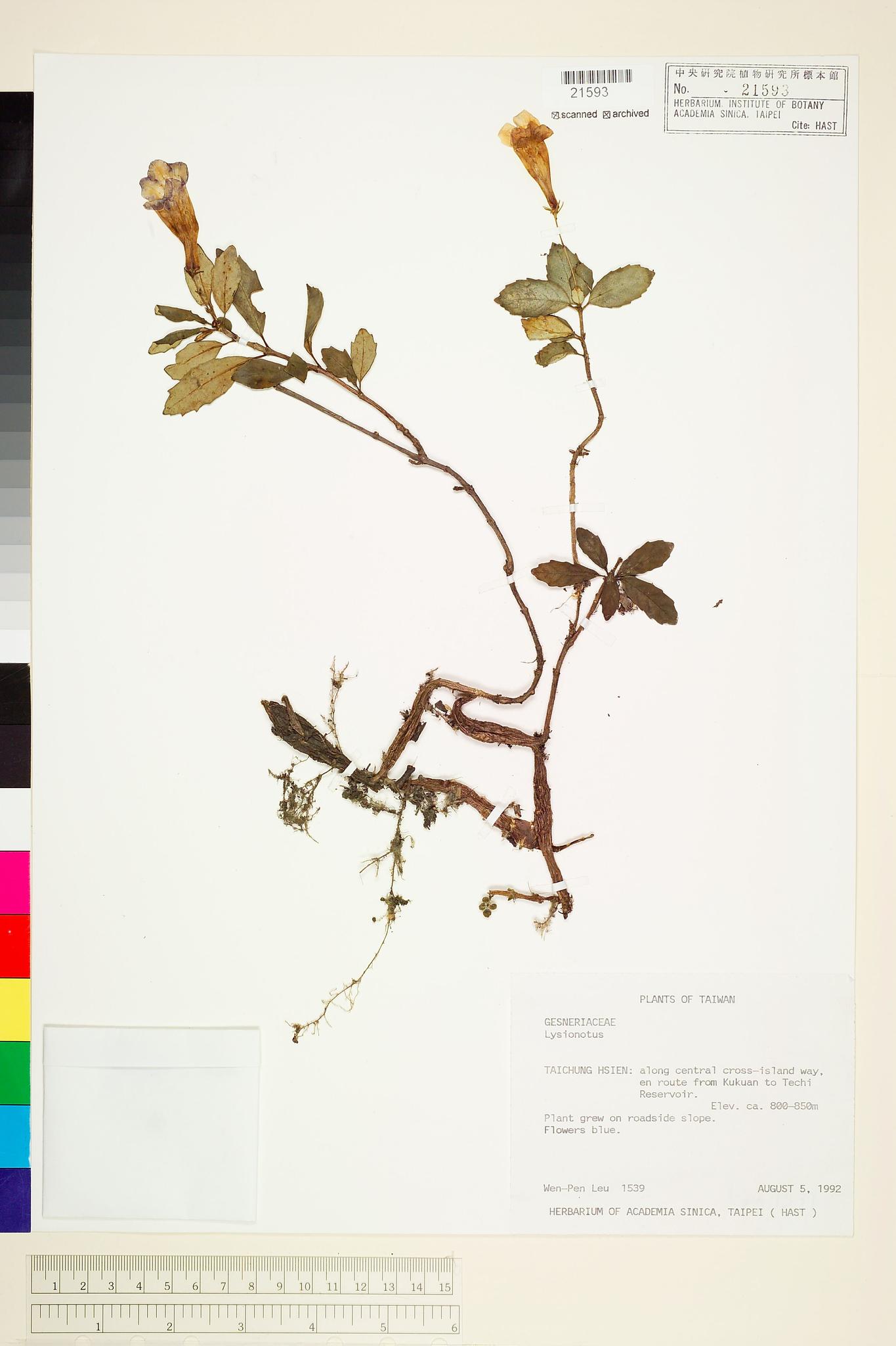 Sample image for viewer