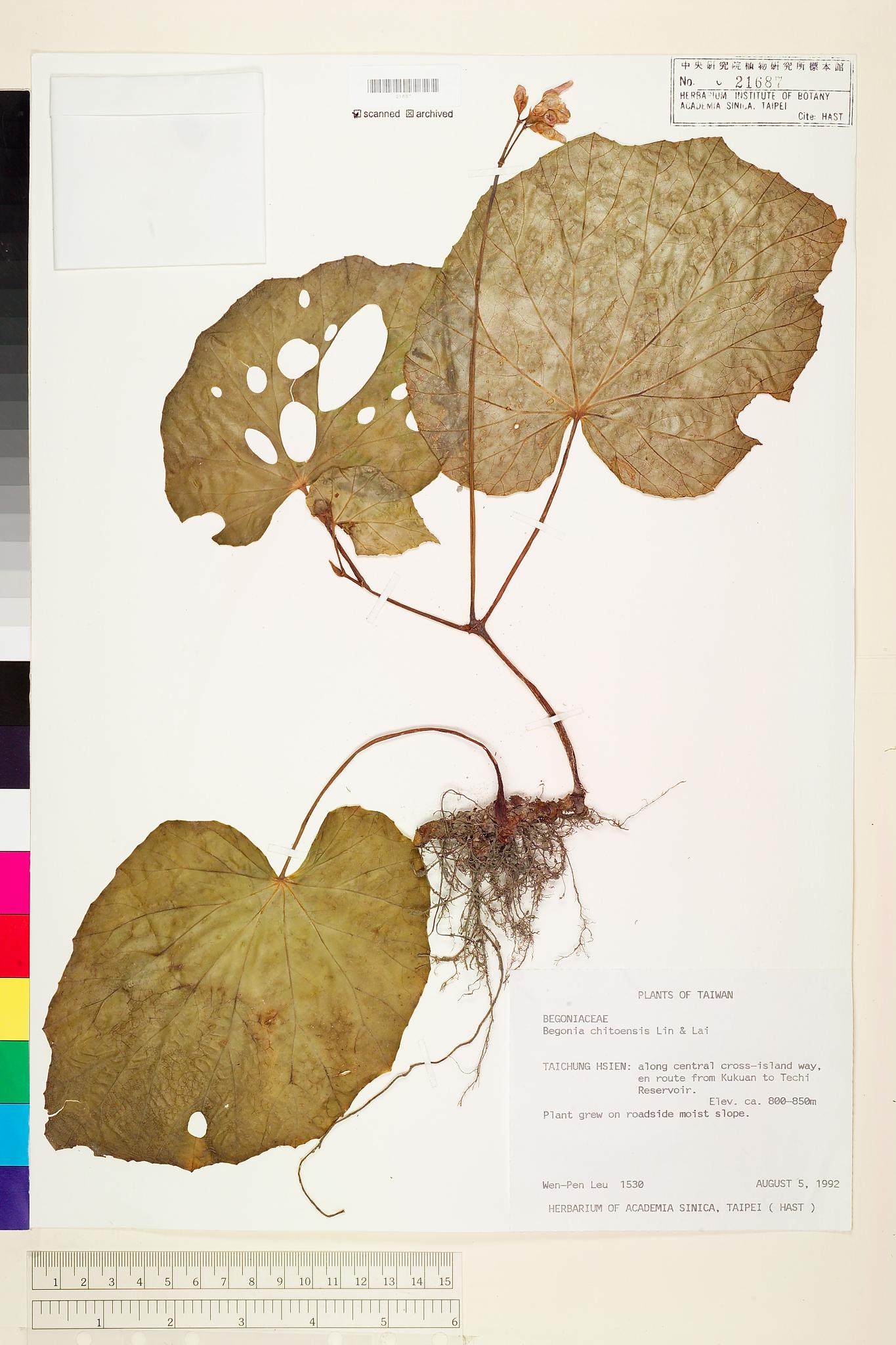 Sample image for viewer