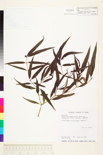 Damnacanthus angustifolius Hayata var. stenophyllus (Koidz.) Masam.