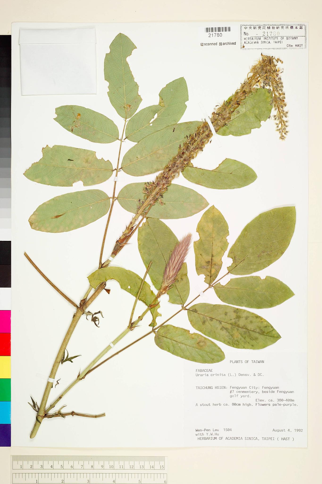 Specimen image