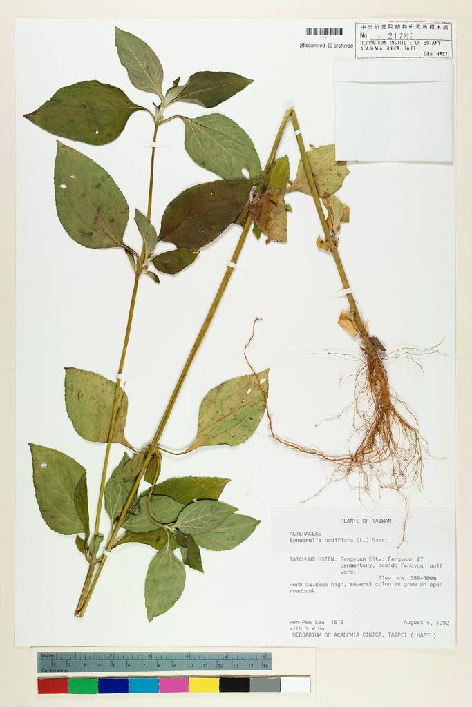 <Unit #12772 Leu, Wen-Pen | 呂文賓 | 1510:: | Synedrella nodiflora (L.) Gaertn.>