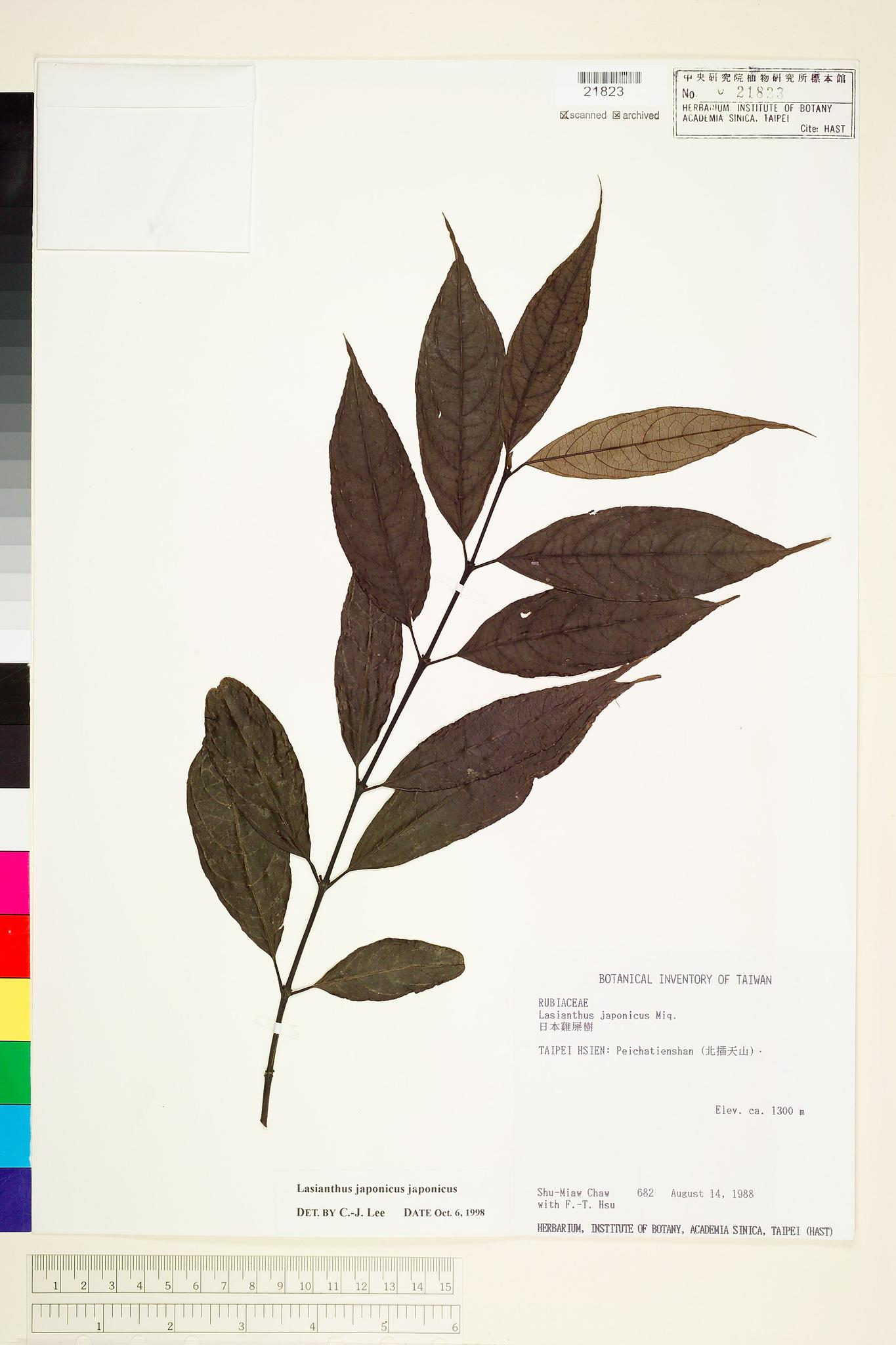 Sample image for viewer