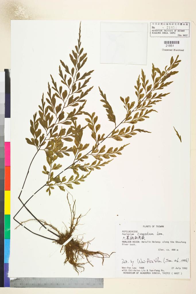 <Unit #14963 Leu, Wen-Pen | 呂文賓 | 1468:: | Asplenium cuneatum Lam.>