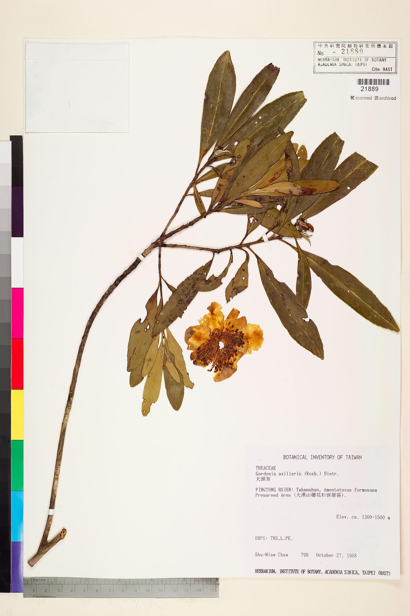 Sample image for viewer