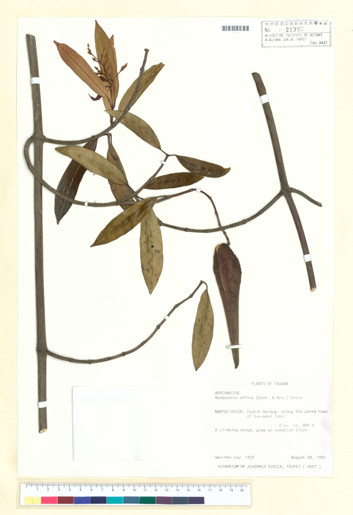 Sample image for viewer