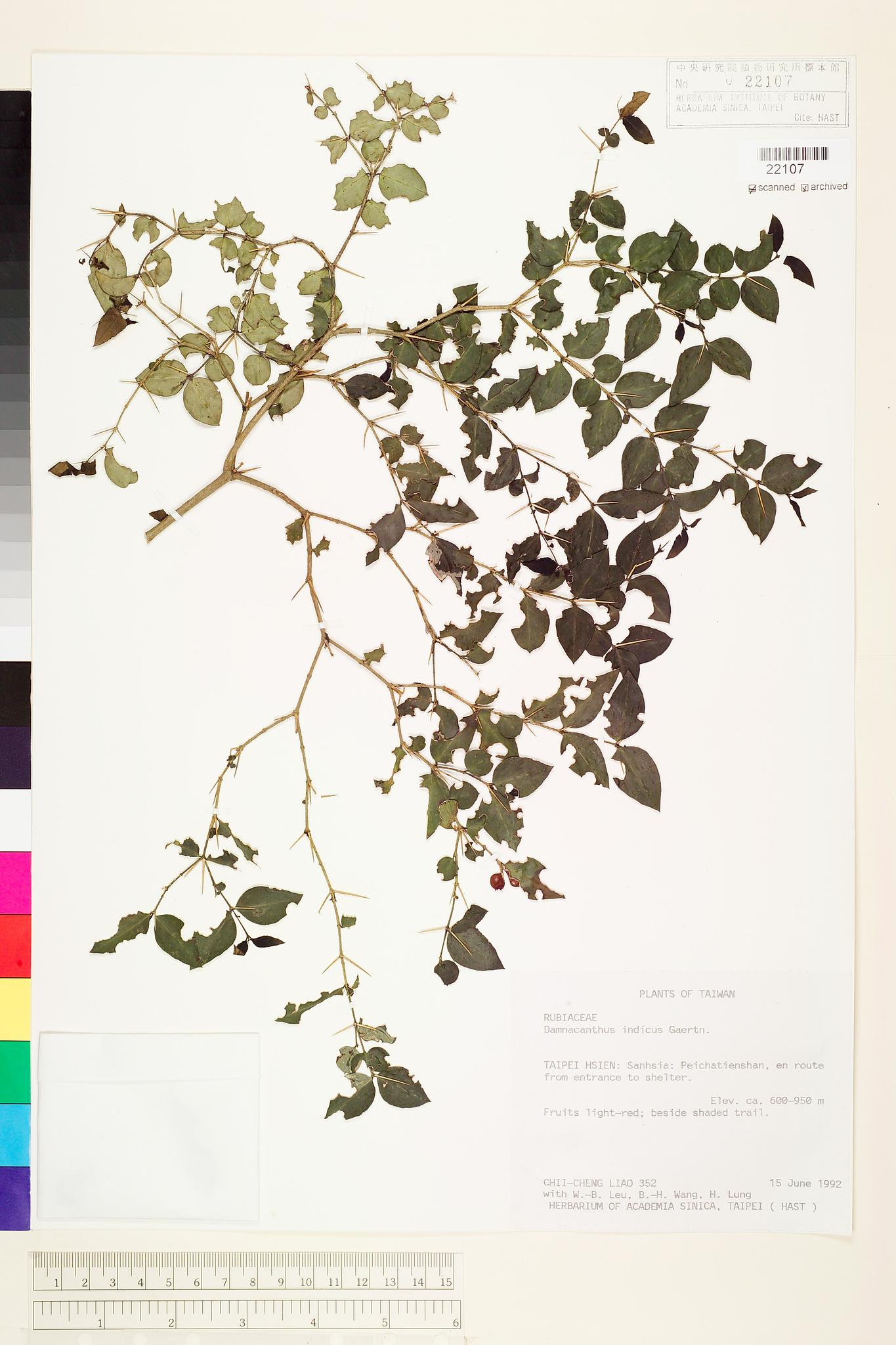 Specimen image
