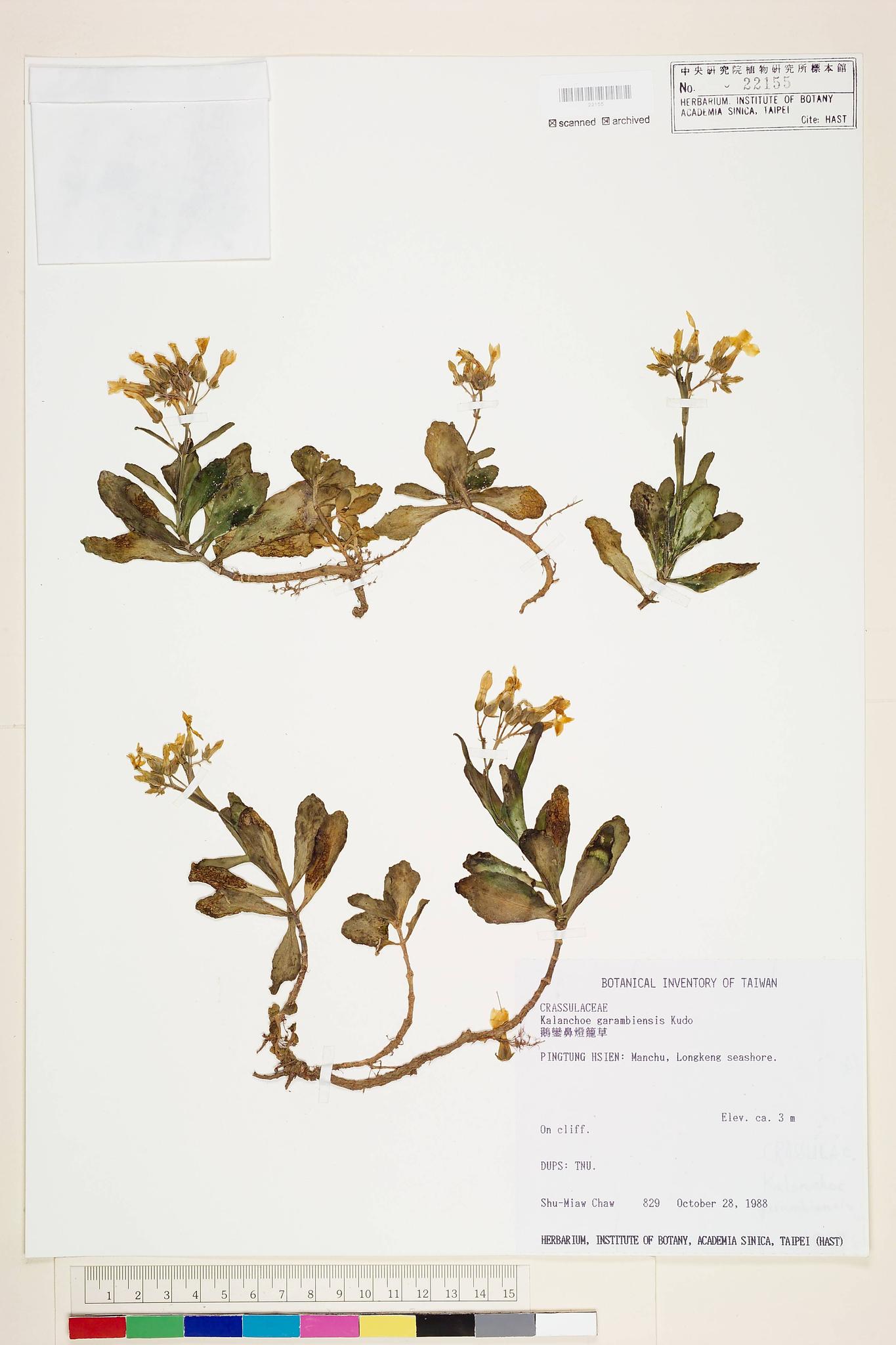 Sample image for viewer