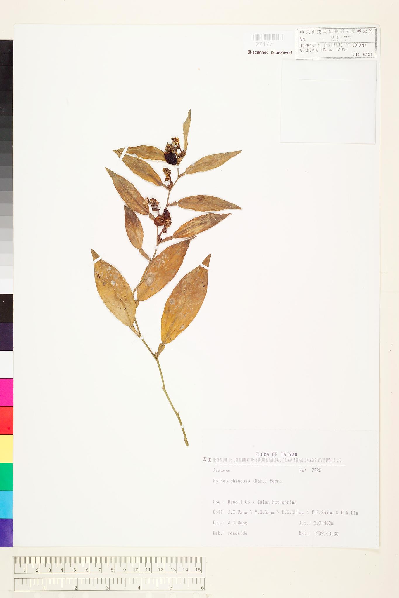 Sample image for viewer