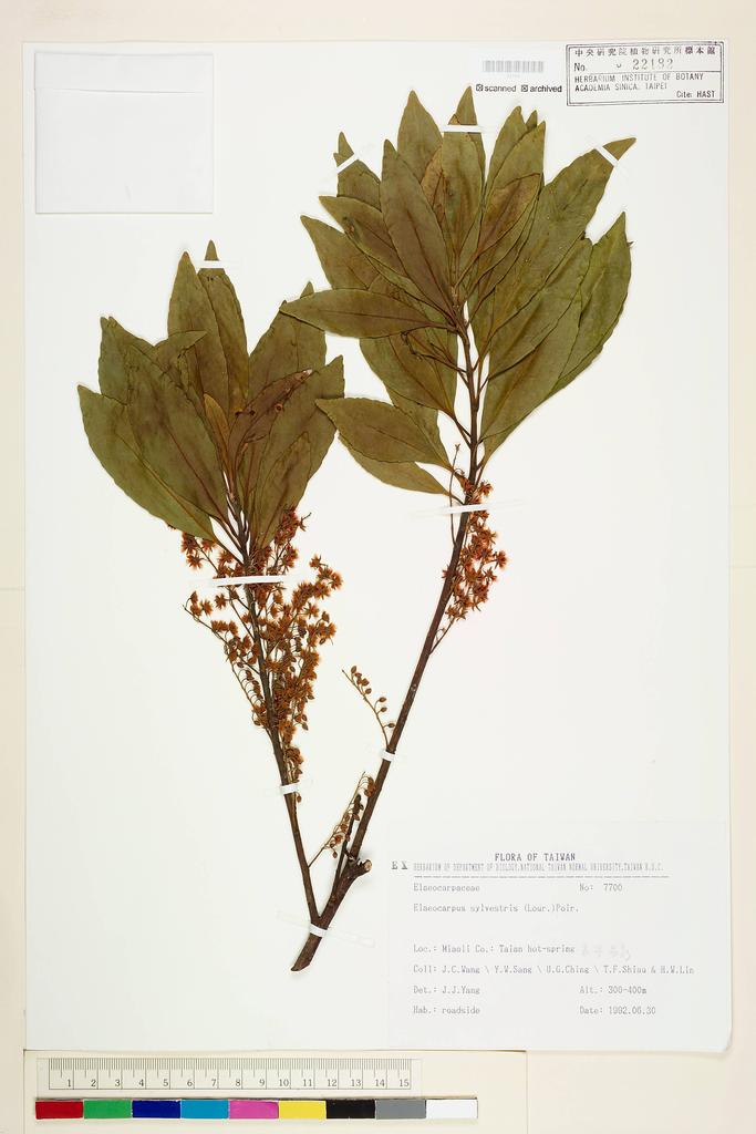 <Unit #51725 Wang, Jenn-Che | 王震哲 | 7700:: | Elaeocarpus sylvestris (Lour.) Poir.>